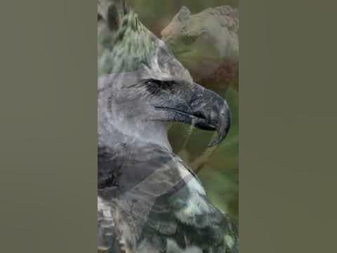 Dato Curioso de las Aguilas Parte 1 #animals #águilas #birds #shorts ...