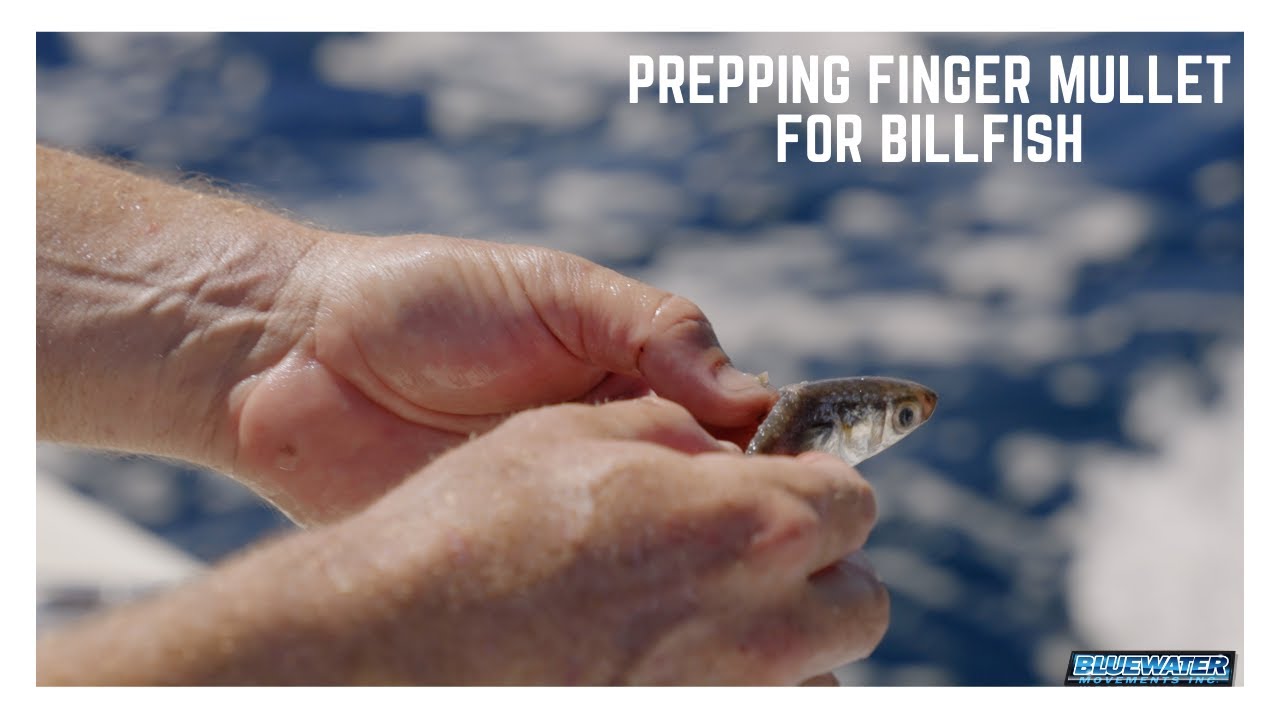 Ultimate Finger Mullet Trolling Rig! Swims Like It's Alive! Easy to Rig