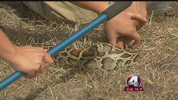 "Python Patrol" training comes to Naples