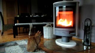 Cat loves warm fire by Frank Langer 12,288 views 8 years ago 5 minutes, 15 seconds