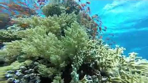 Diving in Sharm El Sheikh Red sea