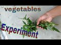 vegetable experiment / freeze experiment