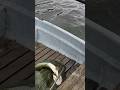 RIESENHECHT aus dem nichts! Erster Hecht überhaupt #angelanfänger #amwasser #angeln #pikefishing