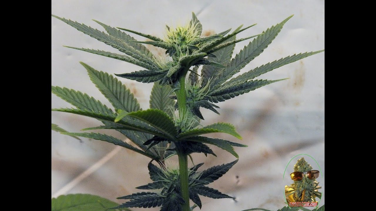 MIXED UP MOMS DAY 21 LEAF STRIP