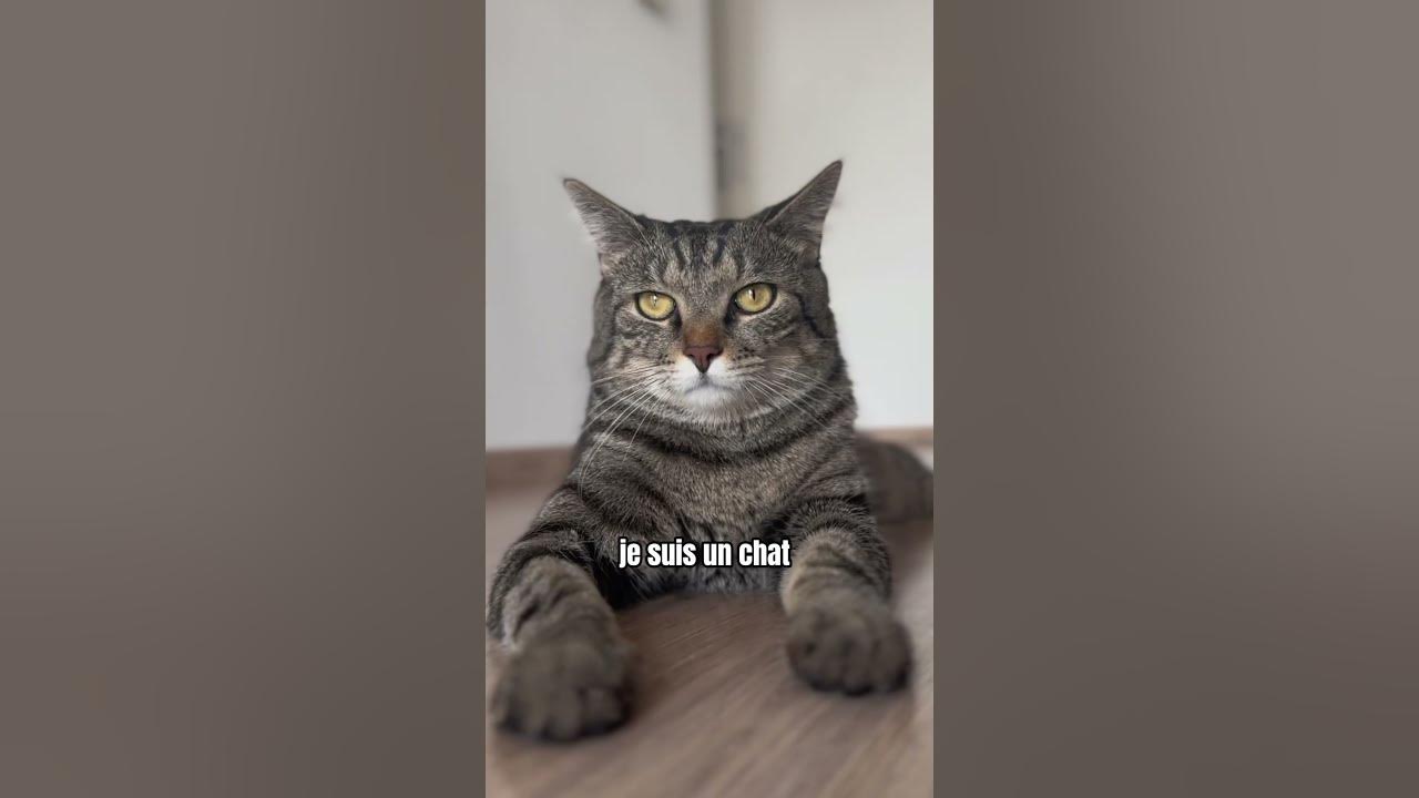 je-suis-un-chat-donc-bien-videment-que-youtube