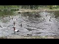 American Diving Ducks (Greater Scaup &amp; Canvasback)