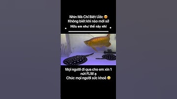 Looking at it, I only wish I could own it #arowanafish #superredarowana #huyetlong #kimlong #cárồng