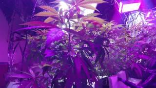 aquaponics update 5  #44