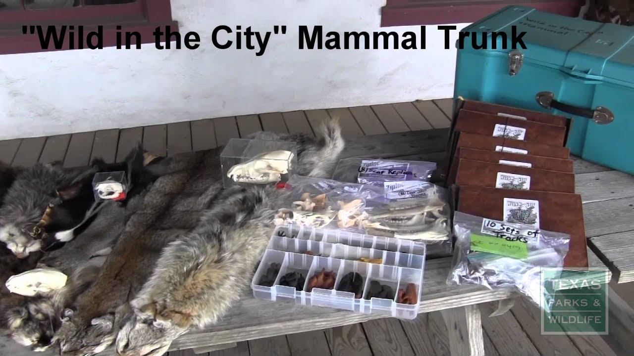 Help kids get hands on nature with these Loaner Kits - Tips from a Wildlife Biologist