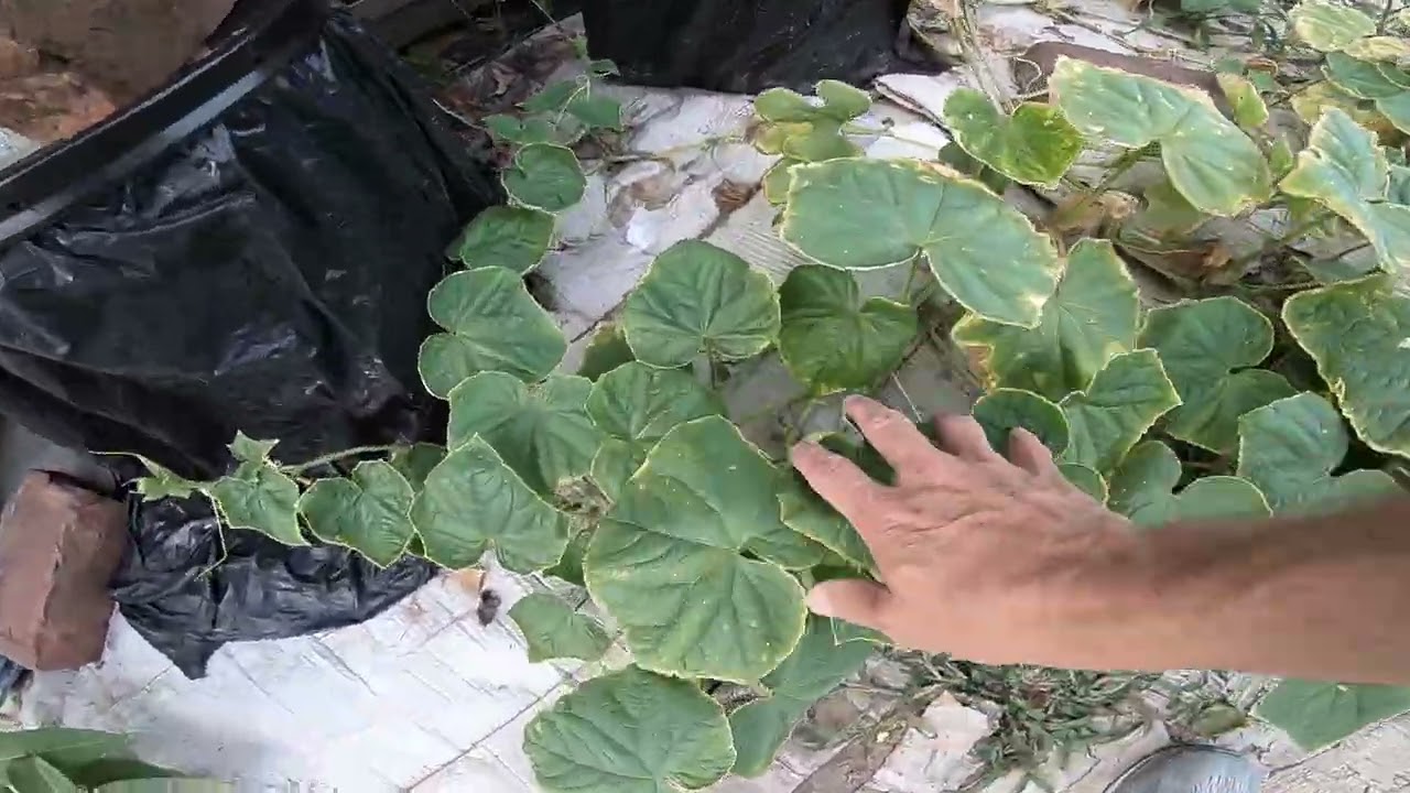 My hydroponic Garden Tour 8 18 25 Squash Alley.