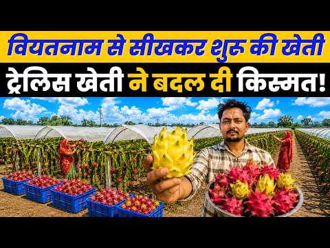 कॉर्पोरेट नौकरी छोड़, गांव में खड़ा कर दिया Trellis Method से Dragon Fruit Farming का साम्राज्य