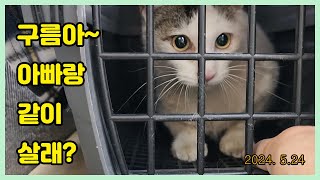 구름아~~ 아빠랑 같이 살까?  Loving a cat...❤ Cat Video..