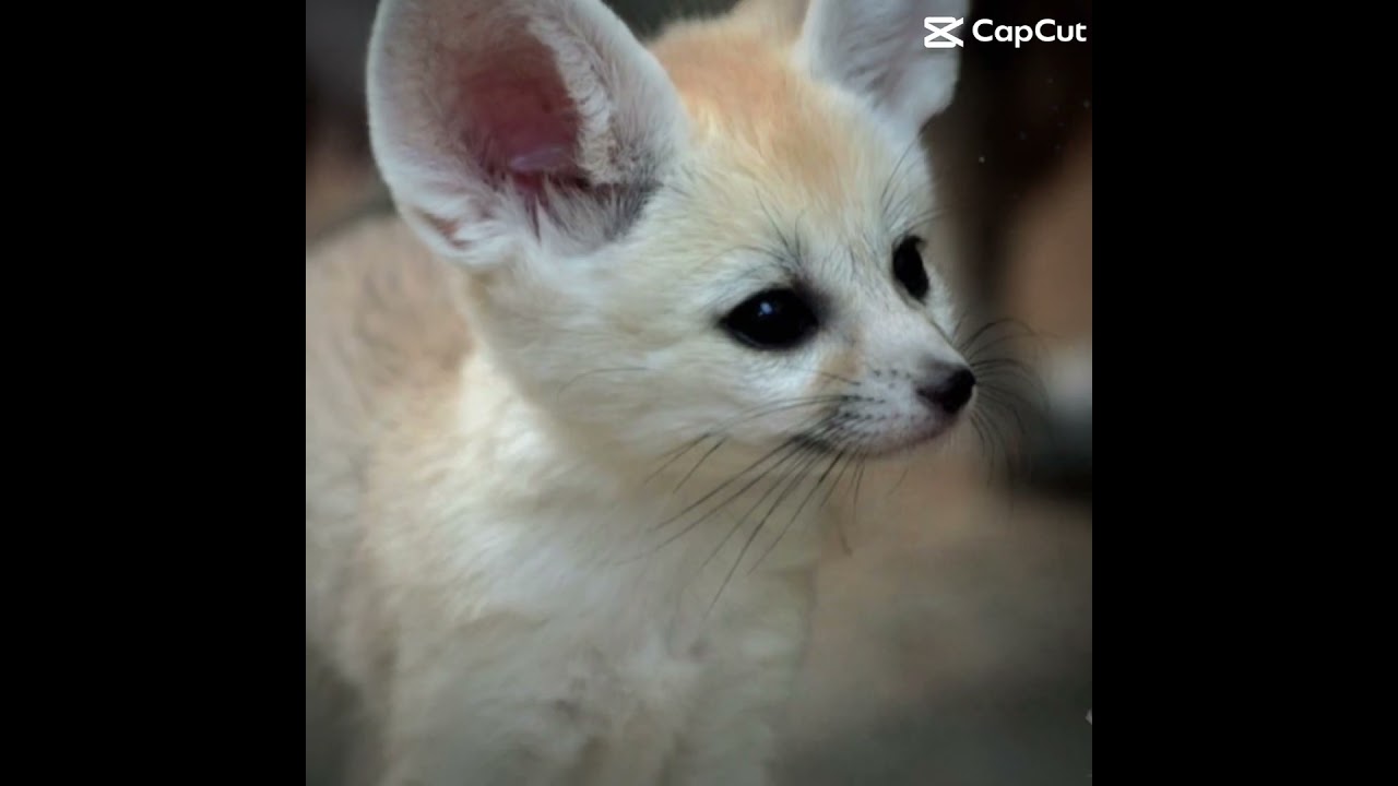 Fennec fox edit 