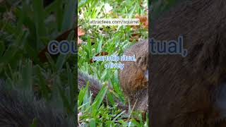 Why Do Squirrels Scream Discover the Reasons Behind Their Calls! #shorts #squirrel