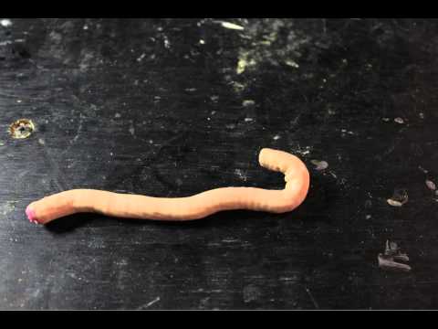 Rebel Worm H264