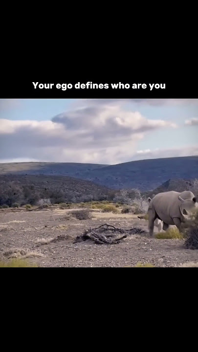 A man is nothing without ego! #lion #motivation #king #viral #foryou