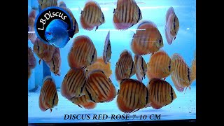 Discus Red rose 7-10 cm