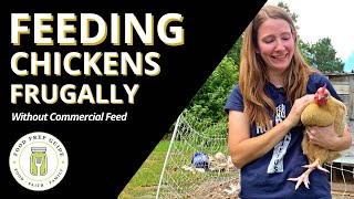 Feeding Chickens Cheap WITHOUT Pellets Super Cheap Way To Feed Chickens Black Copper Marans