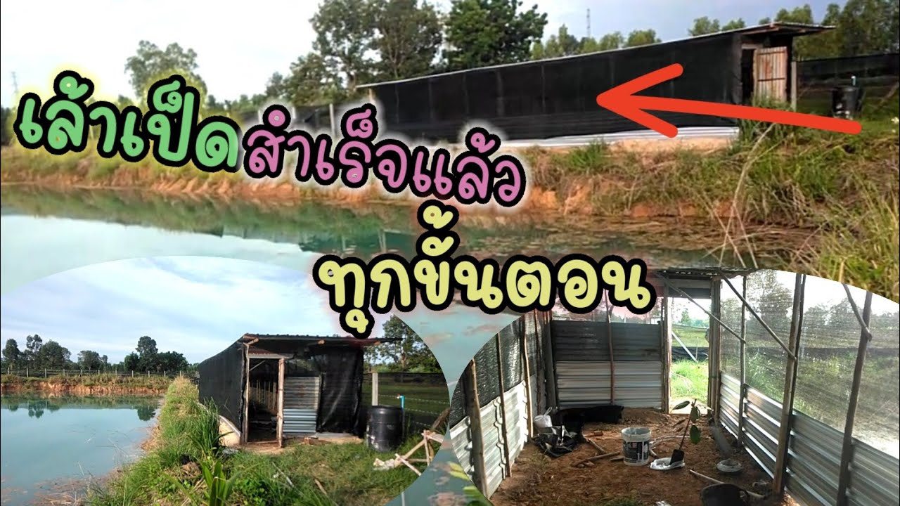 ทำเล้าเป็ดep.5 จบทุกขั้นตอนการทำเล้าเป็ดมุงสแลนรอบเล้าเป็ด เลี้ยงเป็ดไข่ สวนเกษตรผสมผสาน ไร่นาสวนผสม