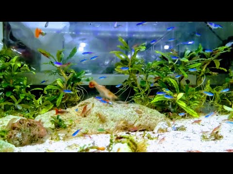 aquascape mini - ikan neon biru cantik - youtube