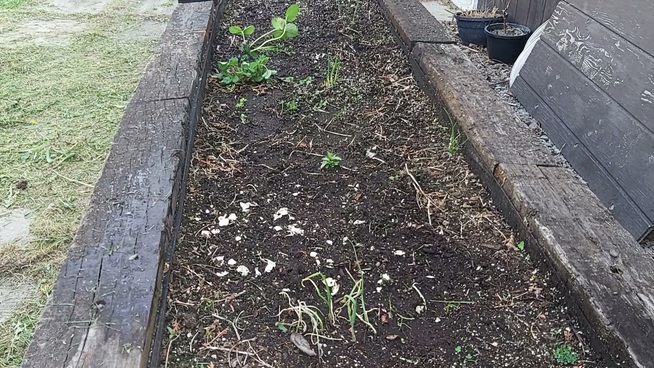 Yard clean-up and bought few plants and flowers