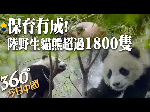 【360°今日中國】野生貓熊超過1800隻!大陸國務院發表《中國生物多樣性保護》白皮書 展現保育成果 @全球大視野Global_Vision 20211012