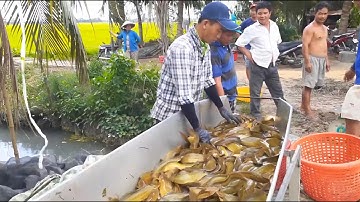 Làm Giàu Từ Nuôi Cá Trê Trong Bể Xi Măng - Cách Làm Đơn Giản, Lãi Cực Khủng