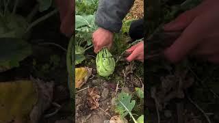as 4545159 mini rotary tilage and riding all in one tree #trending #subscribe