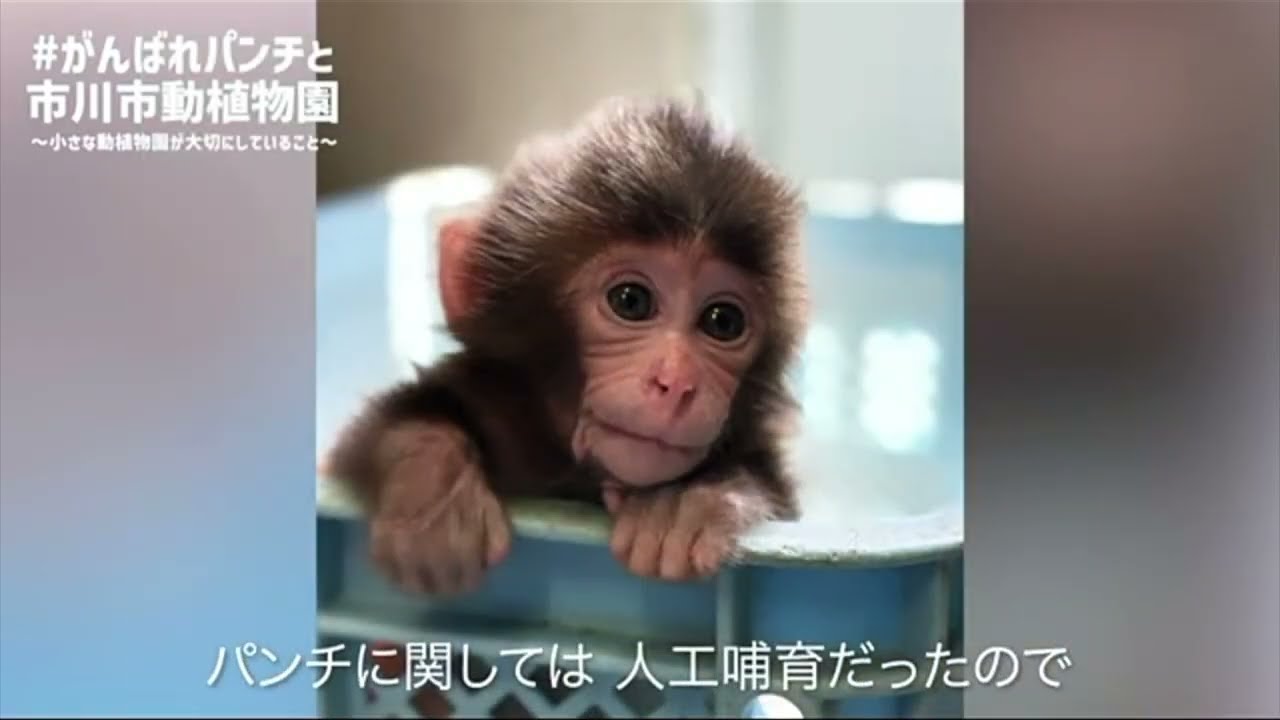 The Birth of Punch #パンチくん #パンチ #zoo #panchi #cute #punch