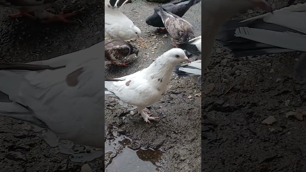 Homing pigeons | pigeon | homingpigeons | pigeon dreams | beautiful