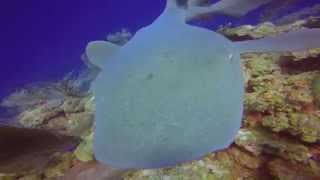 Shark Eats Gopro - Gopro Hero 4 Shark Attack Pov Hd In Belize