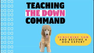 How To Teach Your Dog The Down Command