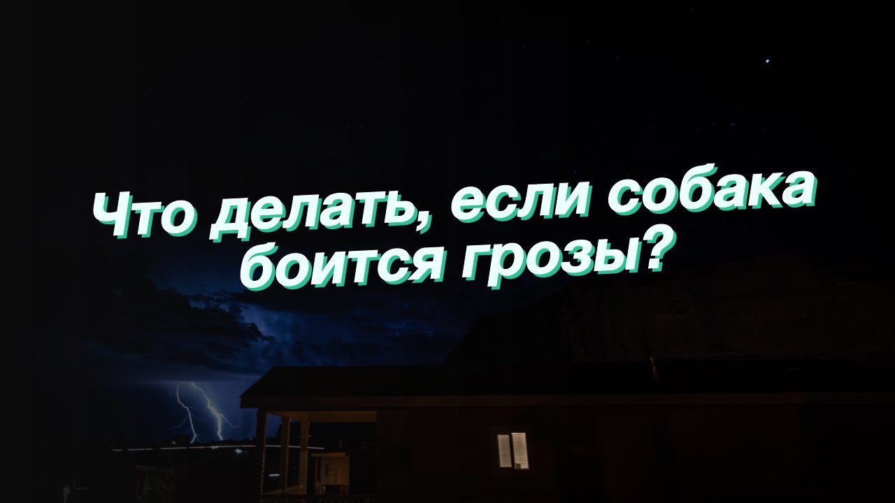 Что делать, если собака боится грозы?