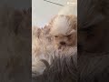#memes #dublagemdeboche #filhos #shortsvideos #filhotinhos #animais #shitzu #raçãoparacachorro