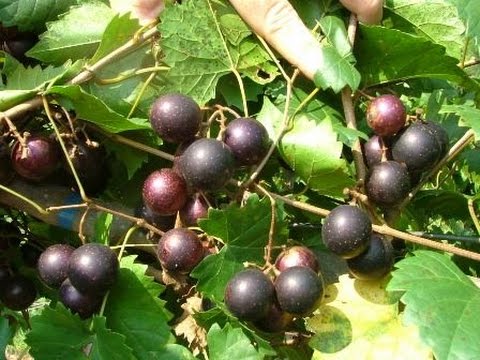 The Mighty Muscadine Grape