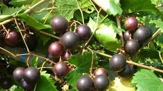 The Mighty Muscadine Grape