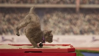 Kitten Summer Games – Greetings from USA Women's Water Polo – Hallmark Channel by Kitten Bowl 367 views 7 years ago 29 seconds