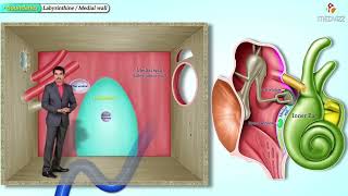 Orta Quloq Anatomiyasi Middle Ear Anatomy From Medvizz