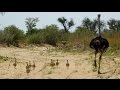 Watch these baby ostriches run! They're not too smart though