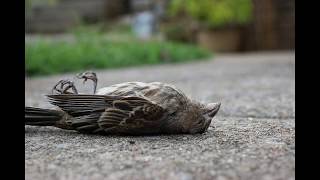 Catullus 3 - The Death of Lesbia's Sparrow (English)