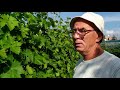 Виноградные пасынки -  пасынки на зеленых побегах винограда