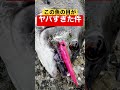 釣れたこの魚の目がヤバすぎた。 #shorts #short #釣り
