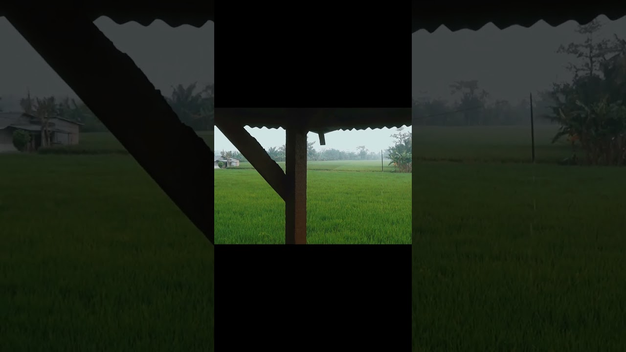 Heavy Rain In Rice Field 