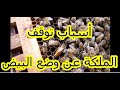 Reasons Why The Queen Bee Stops Laying Eggs