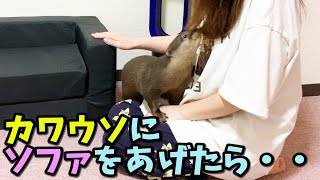 カワウソにソファをプレゼントしたら意外な結末に・・・