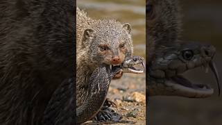 animals fight video #ytbuddies #funnyclip #funny #daliymemes #funnymovie #animals #wildlife #live