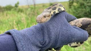 4 foot Foxsnake! 3 huge Foxsnakes and a Greensnake, June Herping!