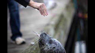 Feeding Seals On Fisherman's Wharf Victoria, BC