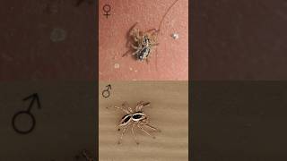 Pantropical Jumping Spider male and female
