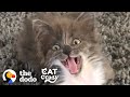 Kitten Who Wasn't Supposed To Live Is The Feistiest Girl Now | The Dodo Cat Crazy